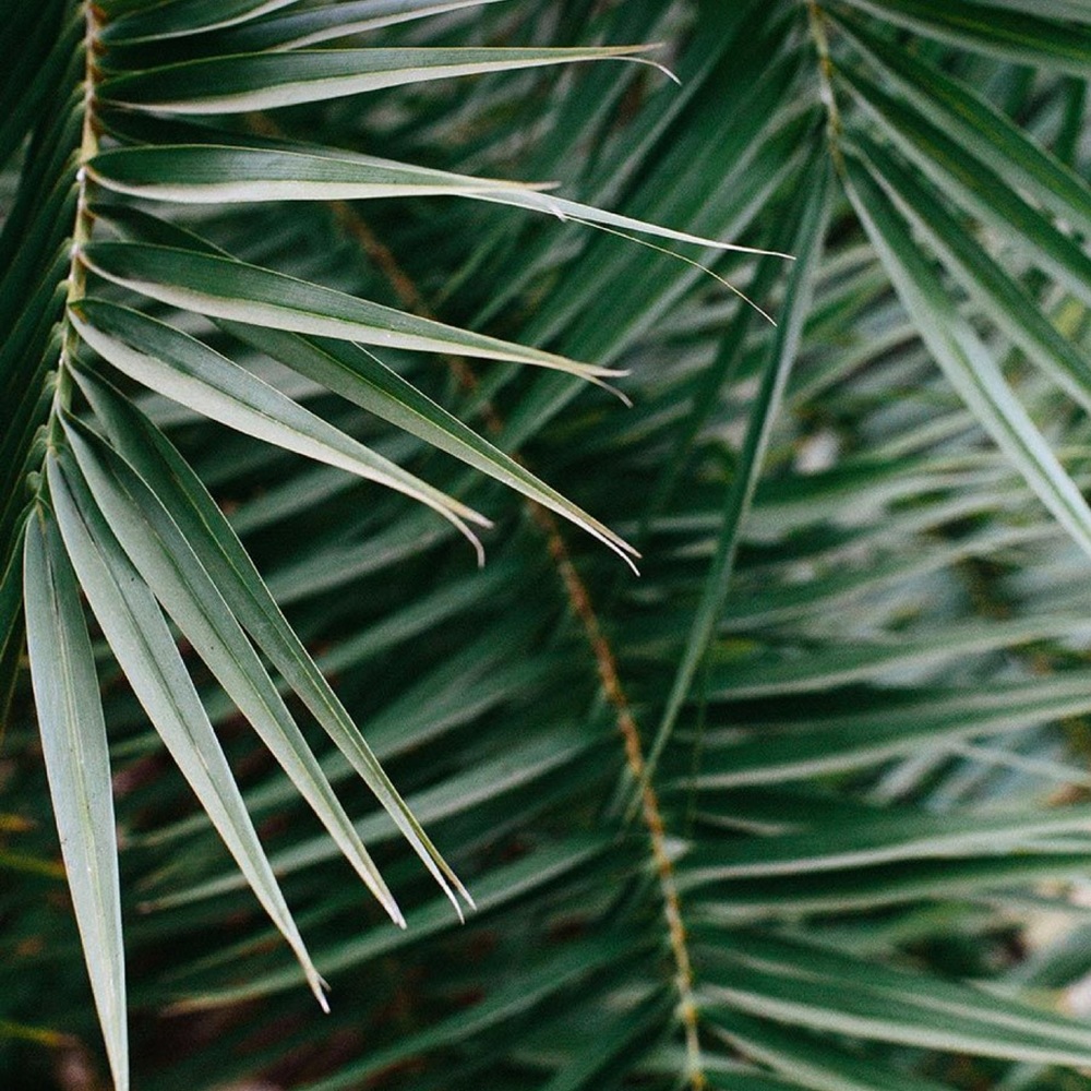 Meet your Posher, Chelsea